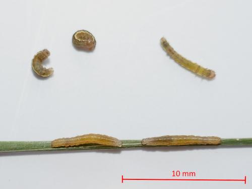 Ochropleura leucogaster